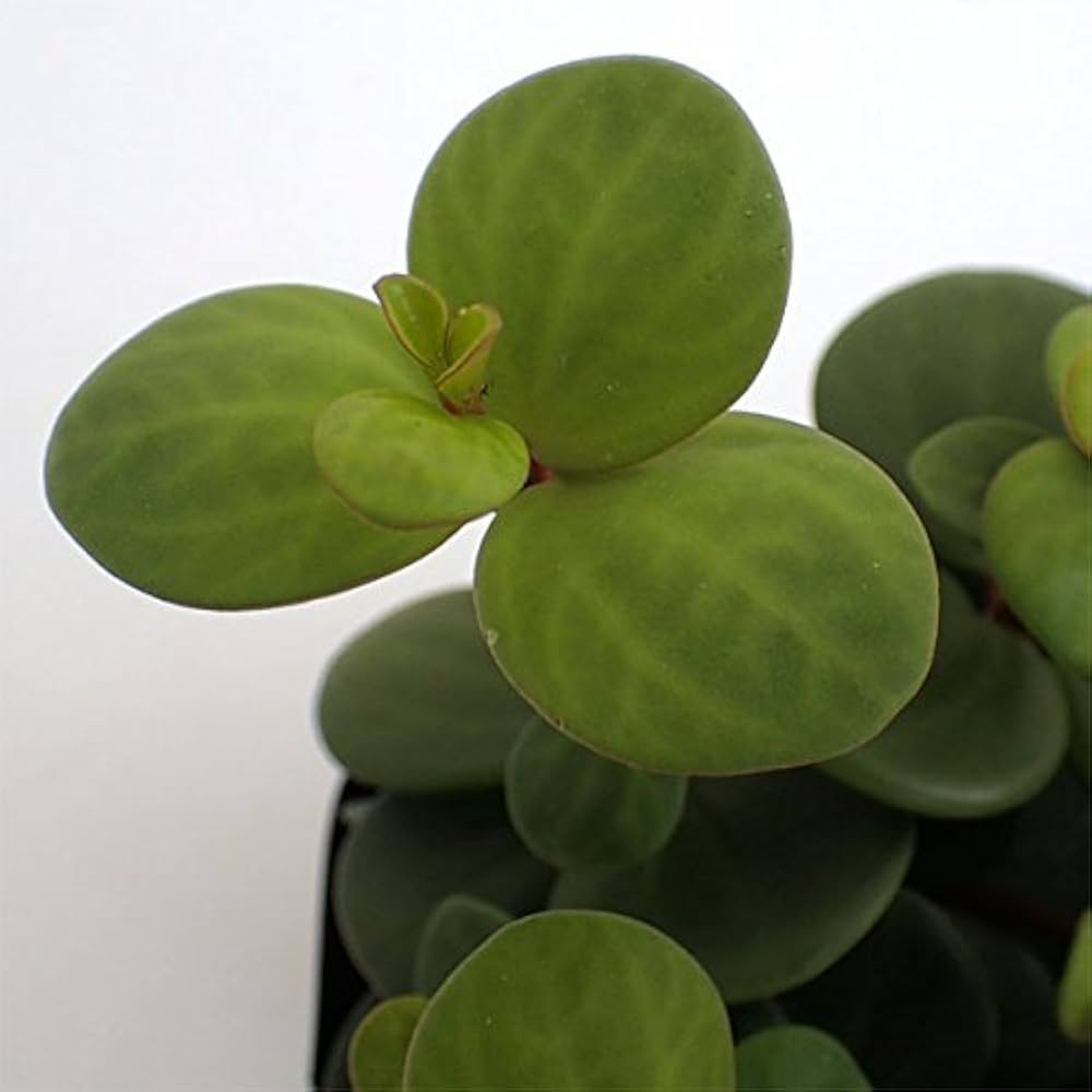 観葉植物 ぺぺロミア ホープ♡ Amazon｜ぺぺロミア ：ホープ3号ポット 2株セット[インテリアに
